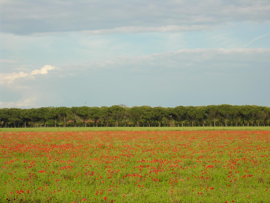 Appartamenti Villaggio San Siro 比比翁 外观 照片